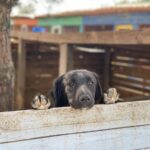 Aid to Ukrainian Animal Shelter Suspended